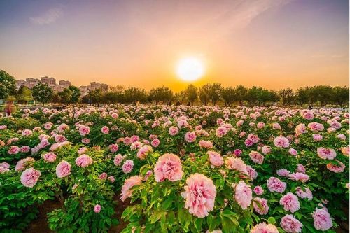 国色芳华赏花卡_来菏泽！遇见“国色芳华”