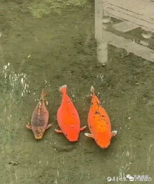 济南趵突泉的猪锦鲤要减肥了_“再喂就嘎了！”济南趵突泉“猪鲤”开始减肥